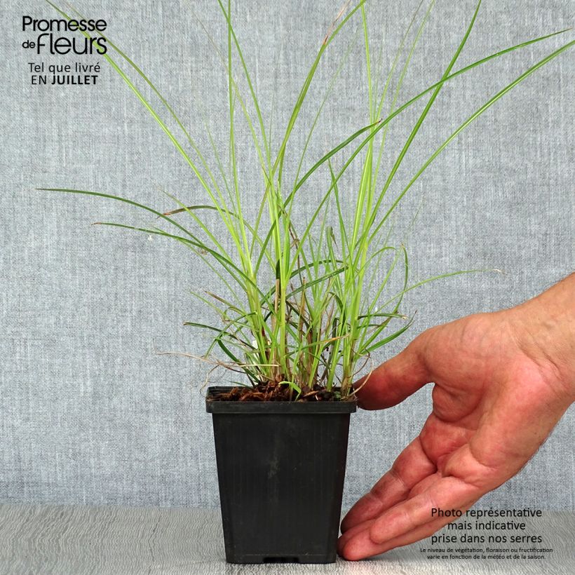 Exemplaar van Miscanthus sinensis Flamingo - Prachtriet Kweekpotje van 8/9 cm zoals geleverd in de zomer