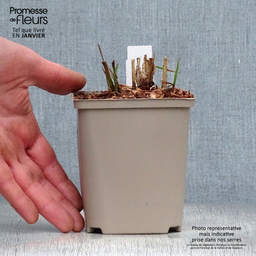 Example of Miscanthus sinensis Flamingo - Prachtriet Kweekpotje van 8/9 cm as you get in hiver