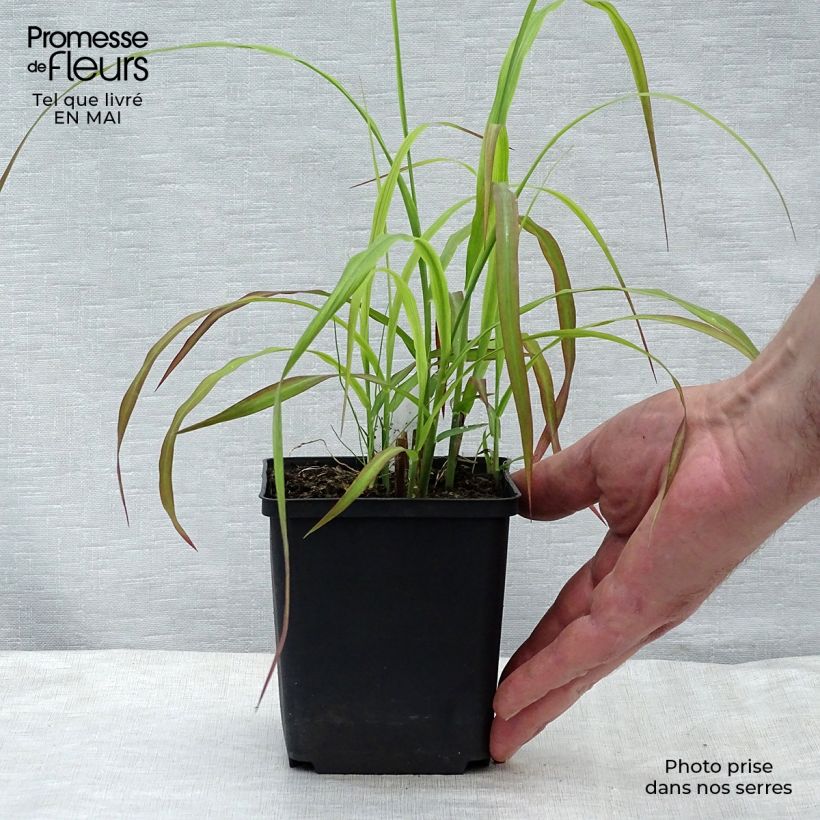 Exemplaar van Miscanthus sinensis Ghana - Prachtriet Kweekpotje van 8/9 cm zoals geleverd in de lente