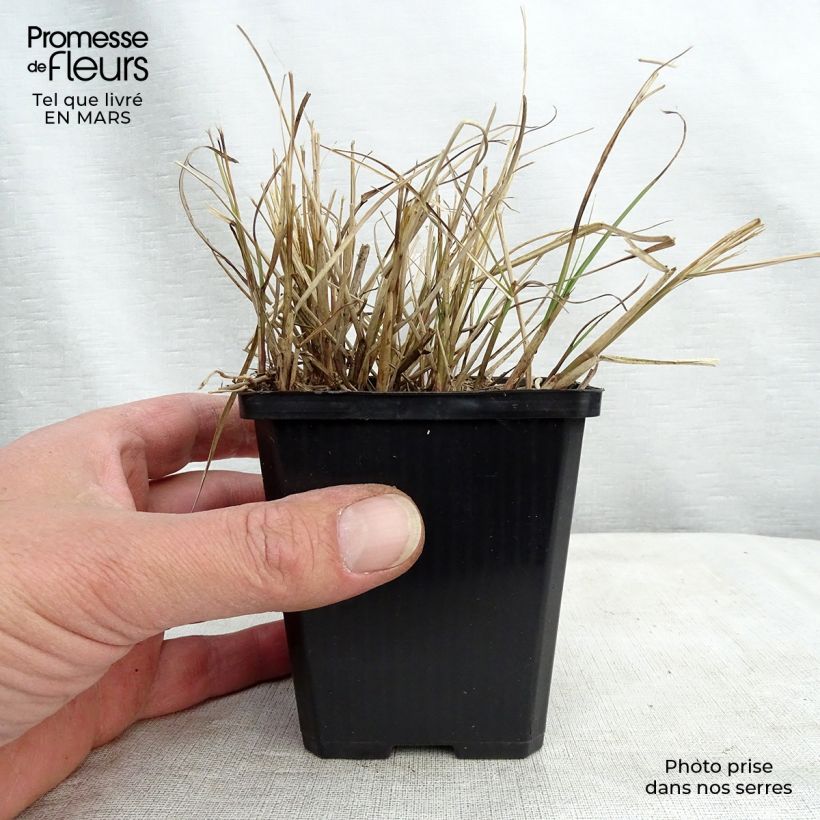 Exemplaar van Miscanthus sinensis Gnom - Prachtriet Kweekpotje van 8/9 cm zoals geleverd in de lente