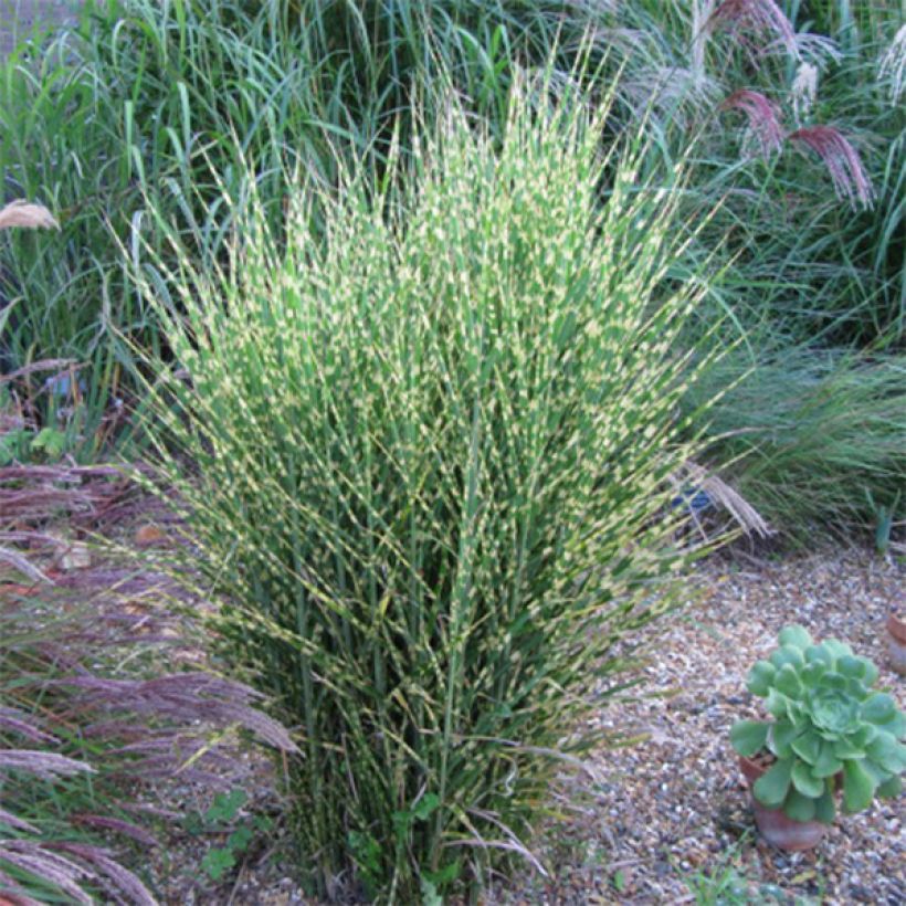 Miscanthus sinensis Gold Bar - Prachtriet (Plant habit)