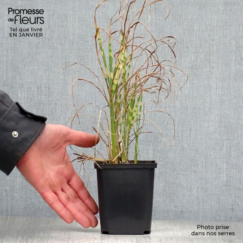 Example of Miscanthus sinensis Gold Bar - Prachtriet Kweekpotje van 8/9 cm as you get in hiver