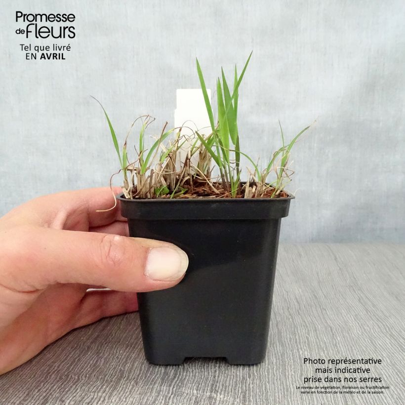 Exemplaar van Miscanthus sinensis Gold Bar - Prachtriet Kweekpotje van 8/9 cm zoals geleverd in de lente