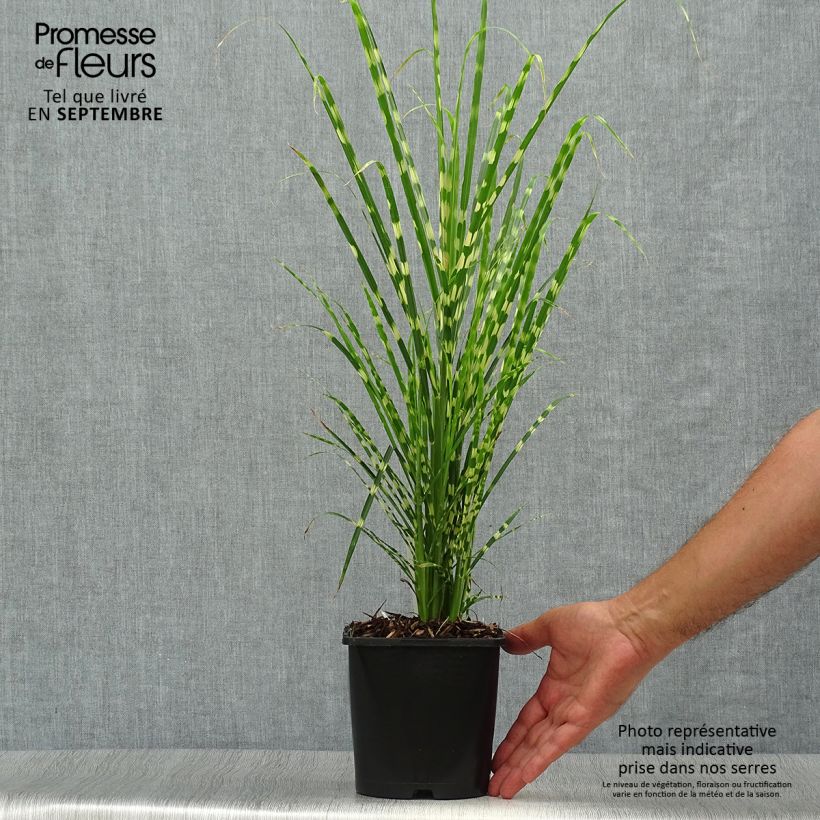 Exemplaar van Miscanthus sinensis Gold Bar - Prachtriet Pot van 2 l/3 l zoals geleverd in de herfst
