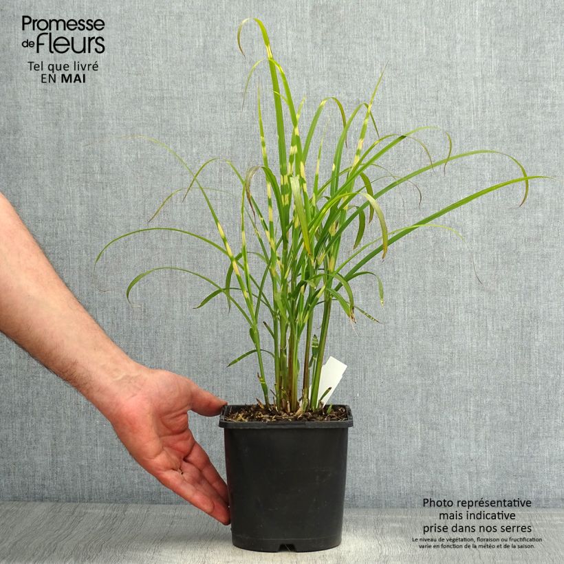 Exemplaar van Miscanthus sinensis Gold Bar - Prachtriet Pot van 2 l/3 l zoals geleverd in de lente