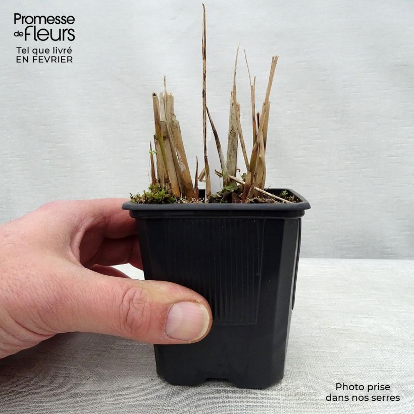 Example of Miscanthus sinensis Gracillimus - Prachtriet Kweekpotje van 8/9 cm as you get in hiver