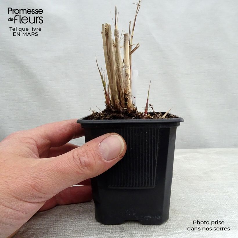 Exemplaar van Miscanthus sinensis Gracillimus - Prachtriet Kweekpotje van 8/9 cm zoals geleverd in de lente