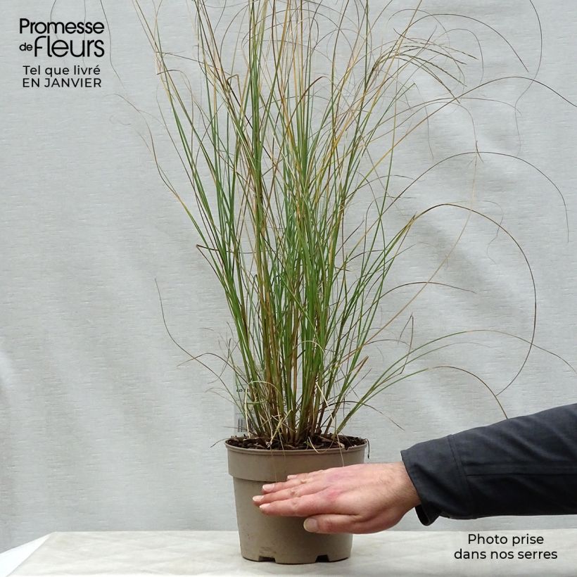 Example of Miscanthus sinensis Gracillimus - Prachtriet Pot van 2 l/3 l as you get in hiver