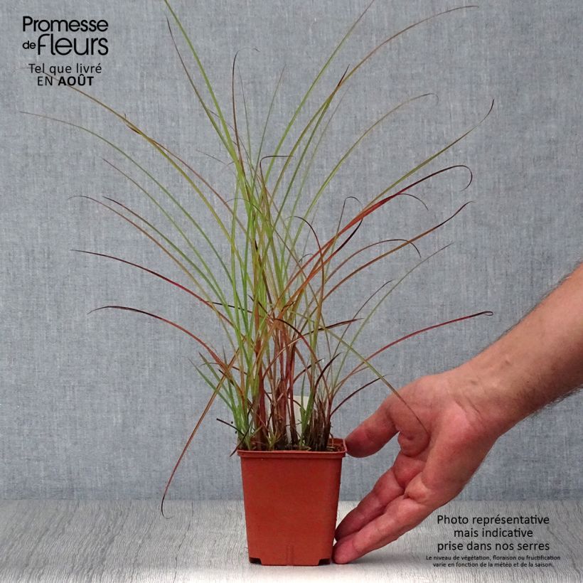 Exemplaar van Miscanthus sinensis Graziella - Prachtriet Kweekpotje van 8/9 cm zoals geleverd in de zomer