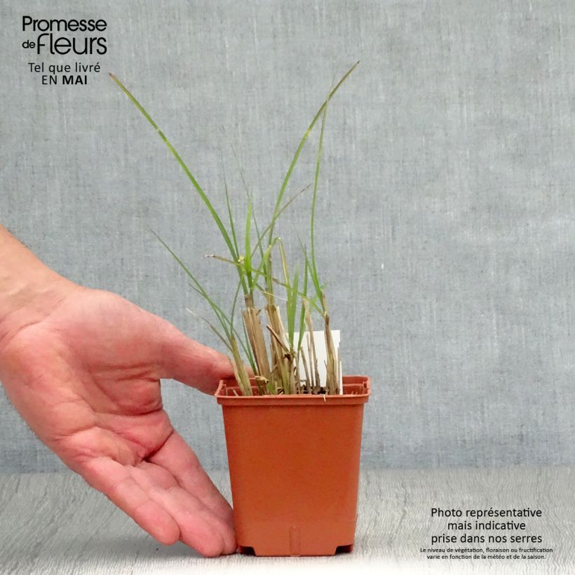 Exemplaar van Miscanthus sinensis Graziella - Prachtriet Kweekpotje van 8/9 cm zoals geleverd in de lente