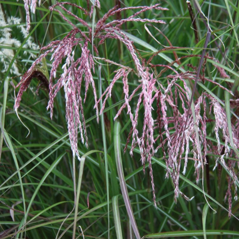 Miscanthus sinensis Kaskade - Prachtriet (Flowering)