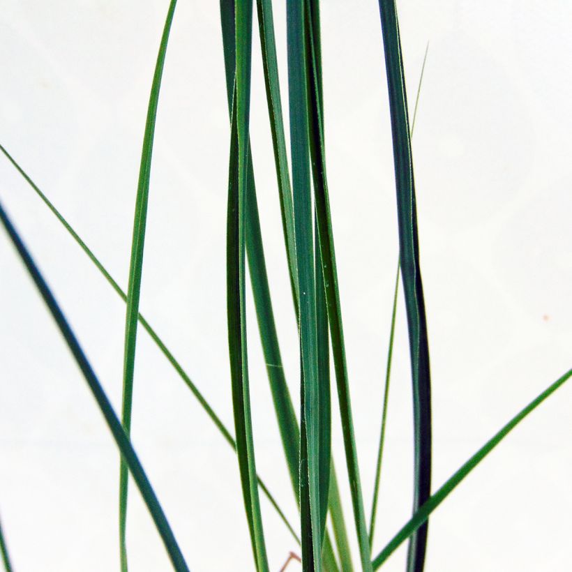 Miscanthus sinensis Kleine Fontäne - Prachtriet (Foliage)
