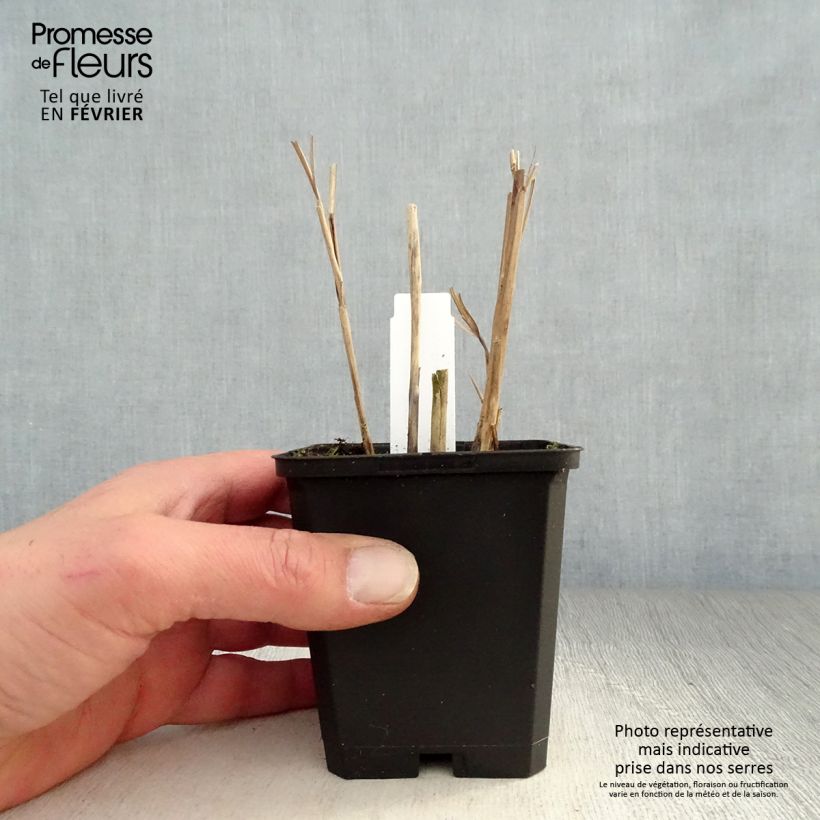 Example of Miscanthus sinensis Kleine Fontäne (Petite Fontaine) Kweekpotje van 8/9 cm as you get in hiver