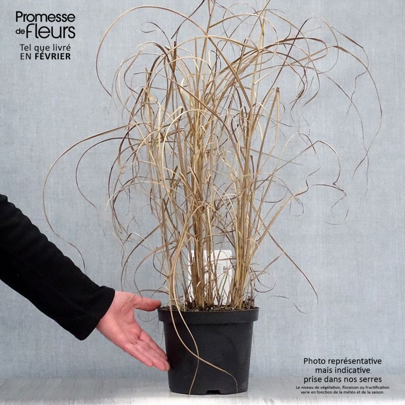Example of Miscanthus sinensis Kleine Fontäne (Petite Fontaine) Pot van 3 l/4 l as you get in hiver