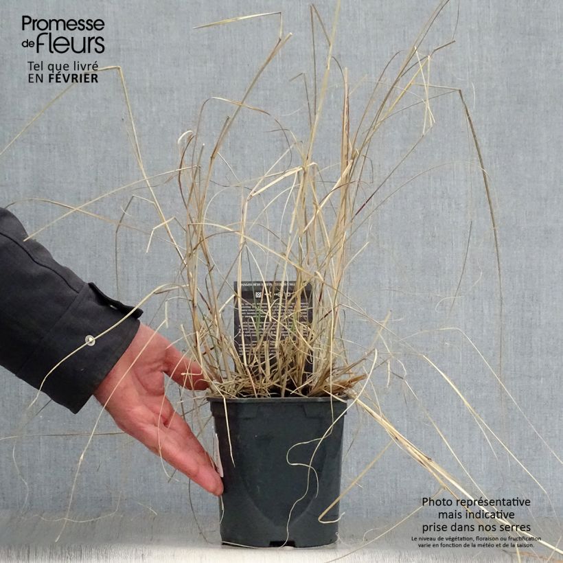 Example of Miscanthus sinensis Kleine Silberspinne - Prachtriet Pot van 4 l/5 l as you get in hiver