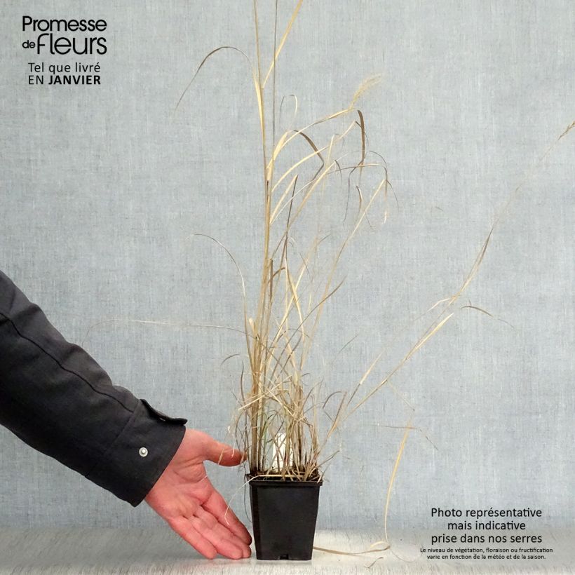 Example of Miscanthus sinensis Kleine Silberspinne - Prachtriet Kweekpotje van 8/9 cm as you get in hiver