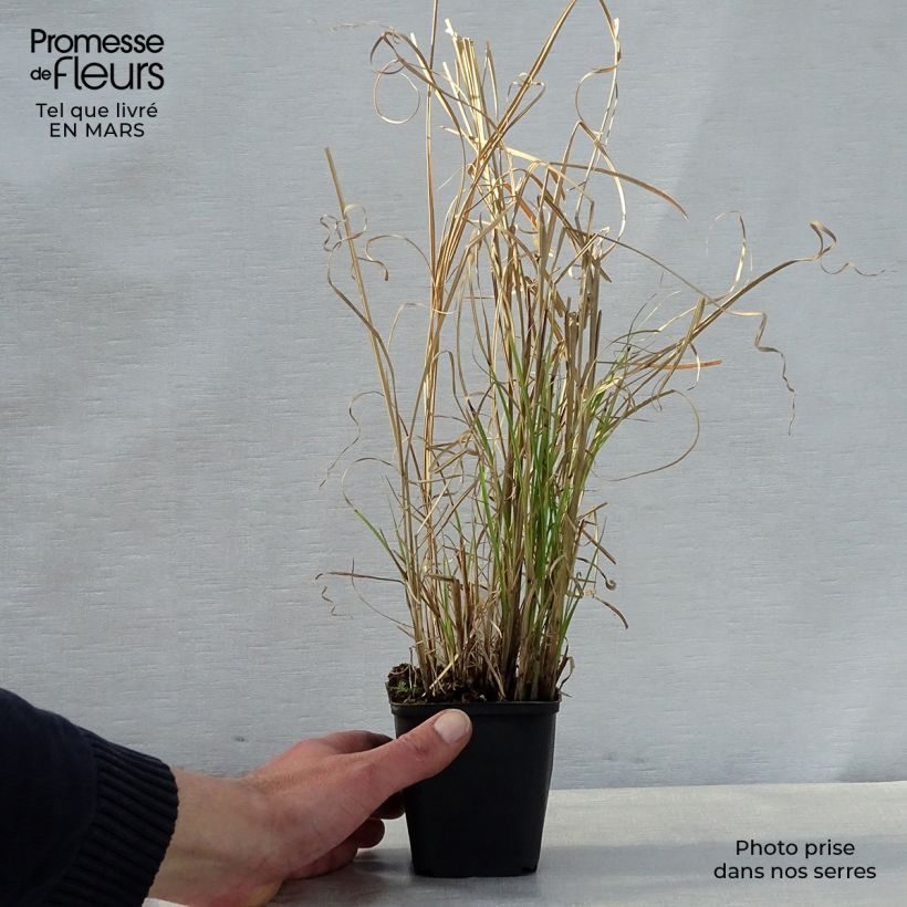 Exemplaar van Miscanthus sinensis Kleine Silberspinne - Prachtriet Kweekpotje van 8/9 cm zoals geleverd in de lente