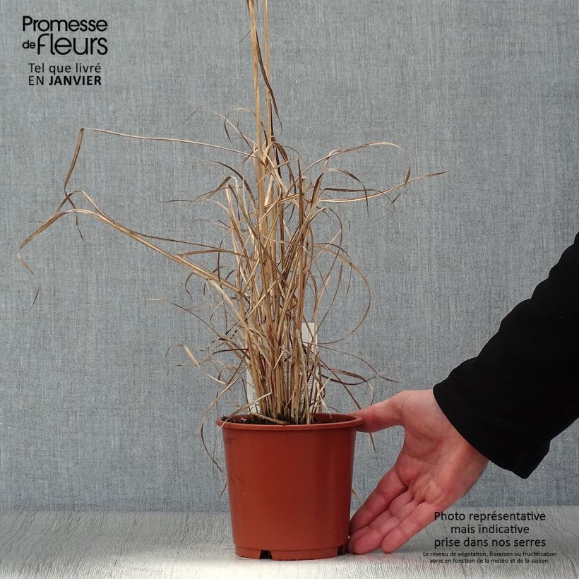 Example of Miscanthus sinensis Kleine Silberspinne - Prachtriet Pot van 1 l/1,5 l as you get in hiver