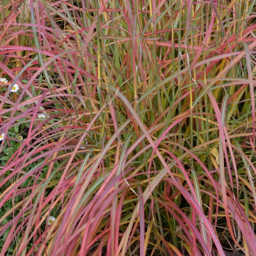 Miscanthus sinensis Little Miss - Prachtriet (Blad)