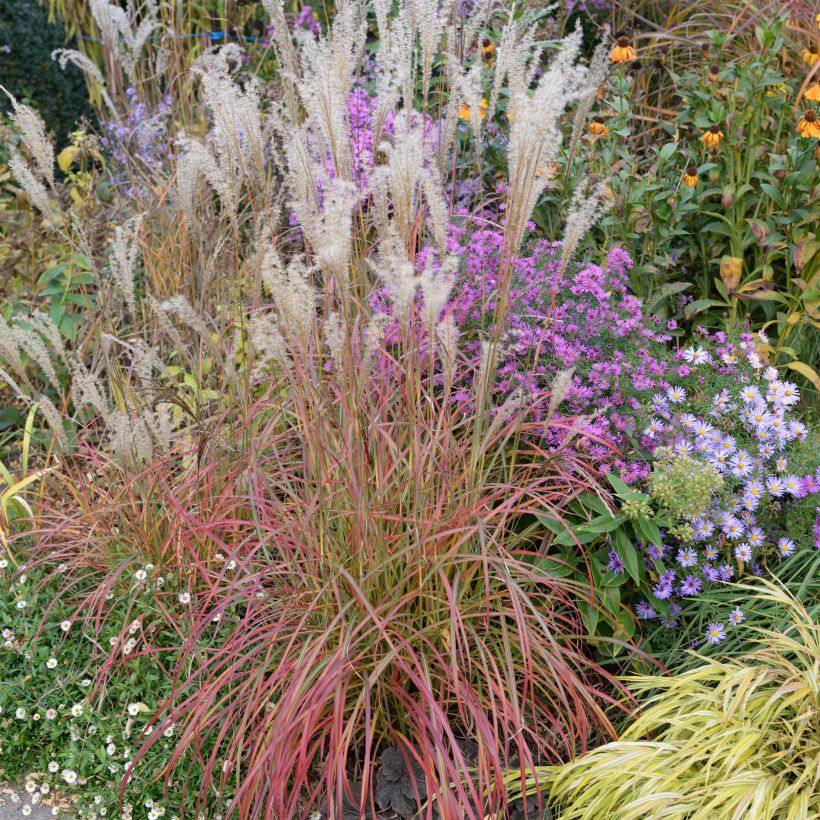 Miscanthus sinensis Little Miss - Prachtriet (Groeiplaats)