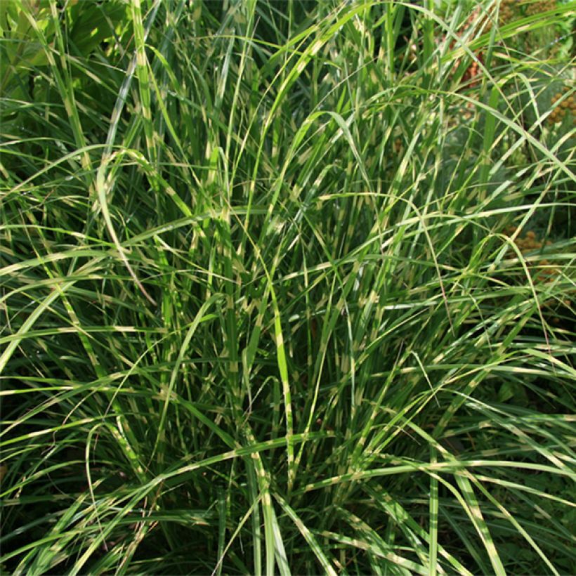 Miscanthus sinensis Little Zebra - Prachtriet (Foliage)