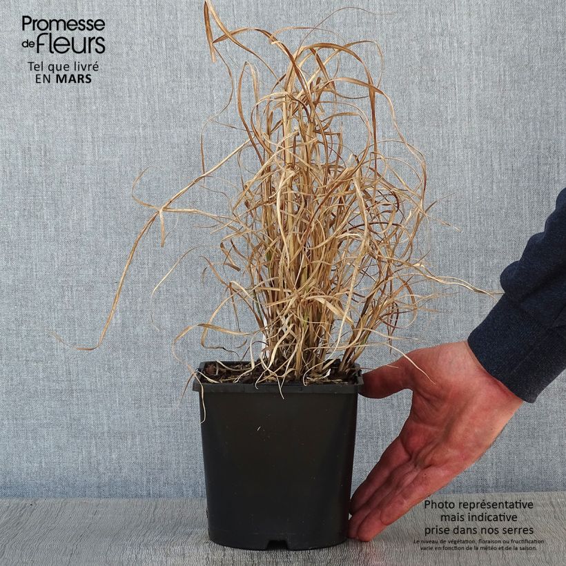 Example of Miscanthus sinensis Little Zebra - Roseau de Chine panaché en Pot van 2 l/3 l as you get in hiver