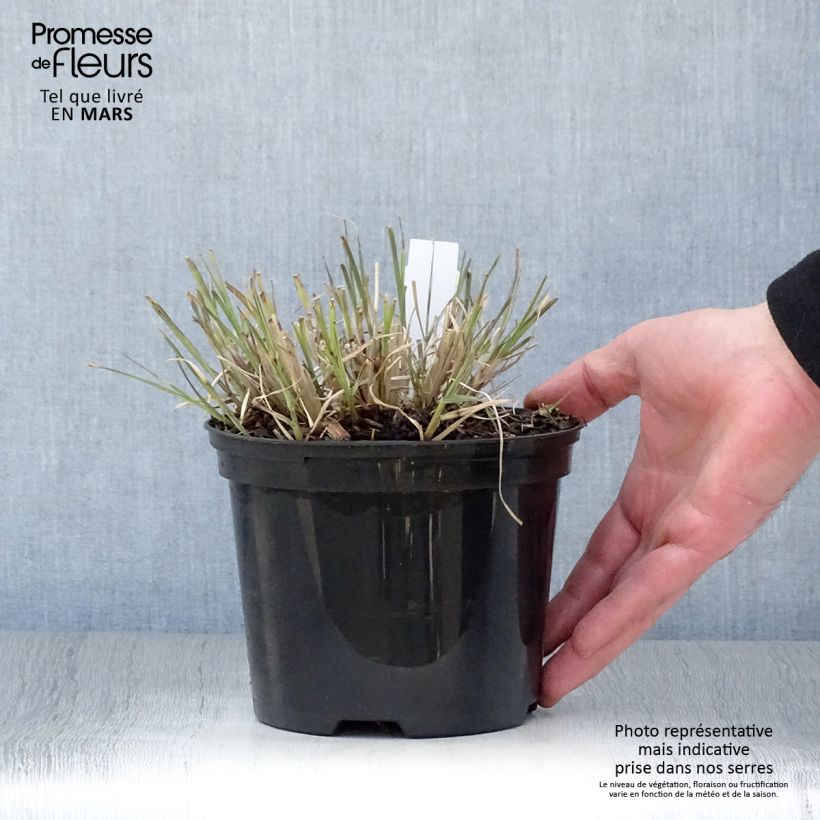 Exemplaar van Miscanthus sinensis Little Zebra - Prachtriet Pot van 2 l/3 l zoals geleverd in de lente