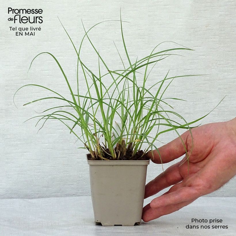 Exemplaar van Miscanthus sinensis Little Zebra - Prachtriet Kweekpotje van 8/9 cm zoals geleverd in de lente