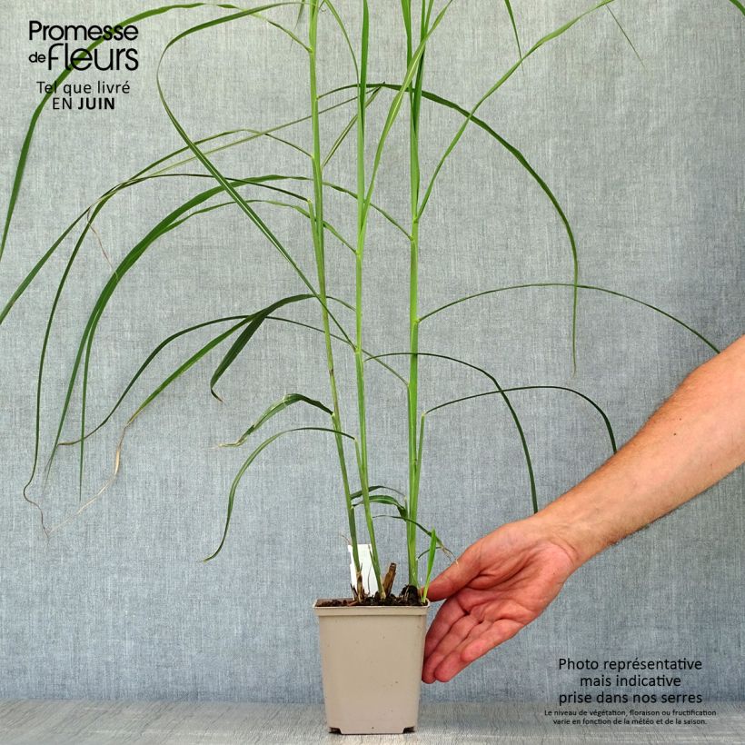Exemplaar van Miscanthus sinensis Malepartus - Prachtriet Kweekpotje van 8/9 cm zoals geleverd in de zomer