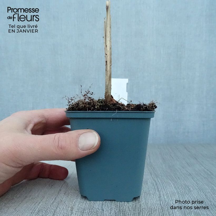 Example of Miscanthus sinensis Malepartus - Prachtriet Kweekpotje van 8/9 cm as you get in hiver