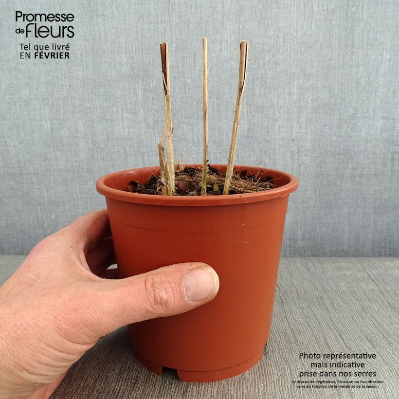 Example of Miscanthus sinensis Malepartus - Prachtriet Pot van 1 l/1,5 l as you get in hiver