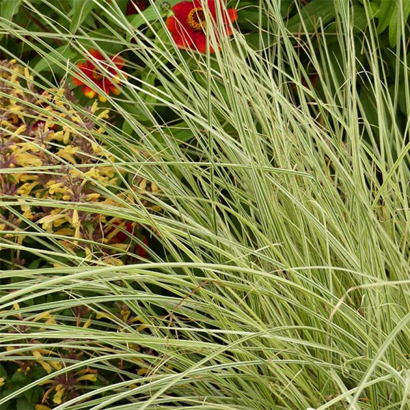 Miscanthus sinensis Morning Bright - Prachtriet (Foliage)
