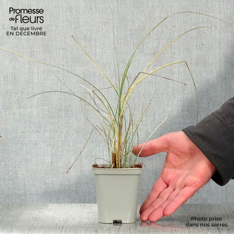 Example of Miscanthus sinensis Morning Light - Prachtriet Kweekpotje van 8/9 cm as you get in hiver