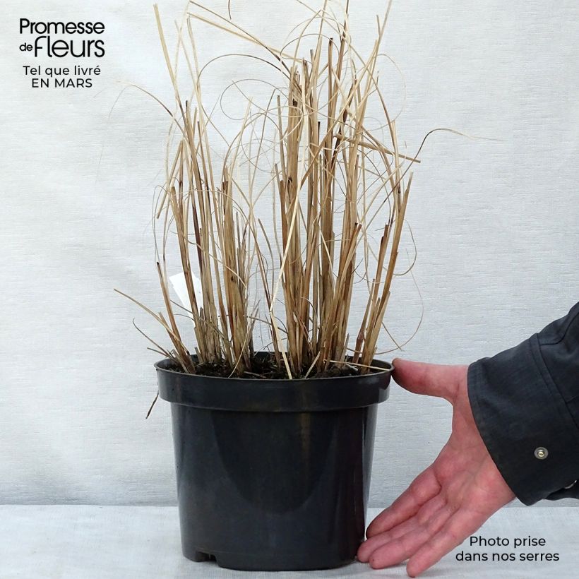 Example of Miscanthus sinensis Morning Light - Prachtriet Pot van 2 l/3 l as you get in hiver
