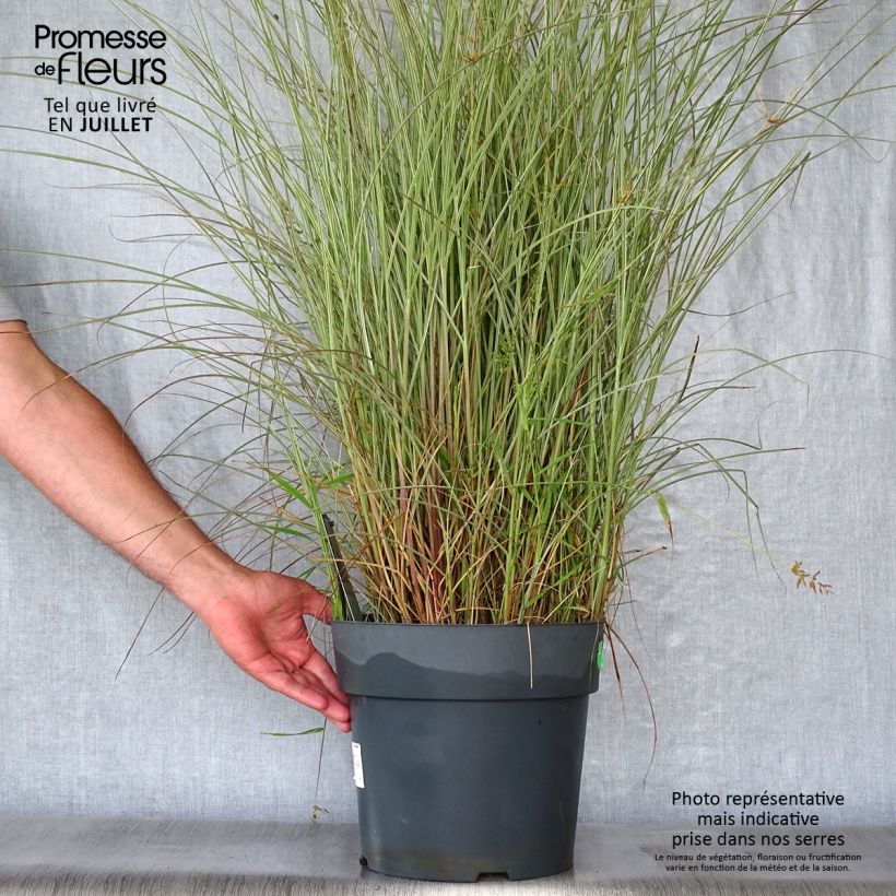 Exemplaar van Miscanthus sinensis Morning Light - Prachtriet Pot van 7,5 l/10 l zoals geleverd in de zomer