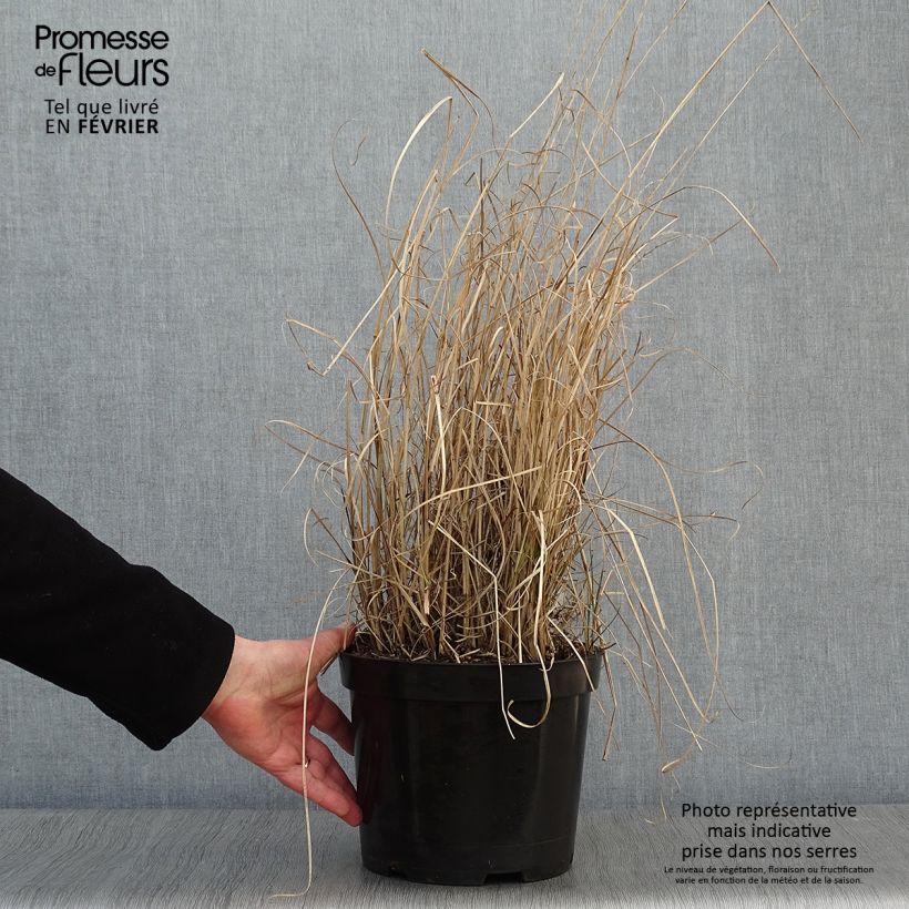 Example of Miscanthus sinensis Morning Light - Prachtriet Pot van 7,5 l/10 l as you get in hiver
