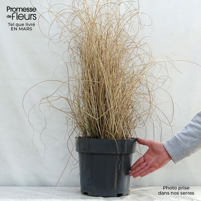 Exemplaar van Miscanthus sinensis Morning Light - Prachtriet Pot van 7,5 l/10 l zoals geleverd in de lente