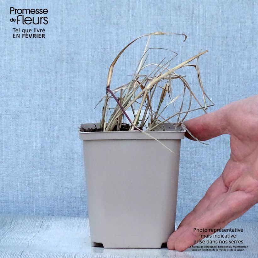 Example of Miscanthus sinensis Nippon - Prachtriet Kweekpotje van 8/9 cm as you get in hiver