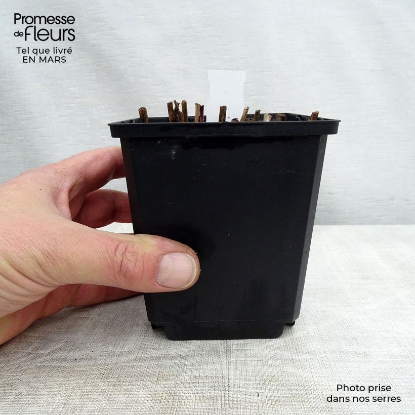 Exemplaar van Miscanthus sinensis Nippon - Prachtriet Kweekpotje van 8/9 cm zoals geleverd in de lente