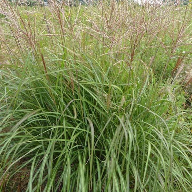 Miscanthus sinensis Purple Fall - Prachtriet (Foliage)