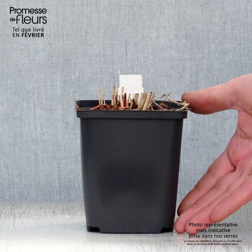 Example of Miscanthus sinensis Purple Fall - Prachtriet Kweekpotje van 8/9 cm as you get in hiver