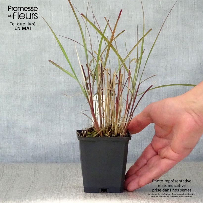 Exemplaar van Miscanthus sinensis Purple Fall - Prachtriet Kweekpotje van 8/9 cm zoals geleverd in de lente