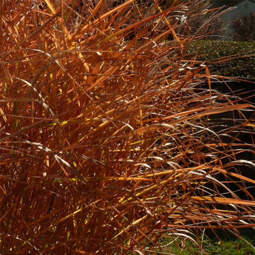 Miscanthus sinensis Purpurascens - Prachtriet (Foliage)