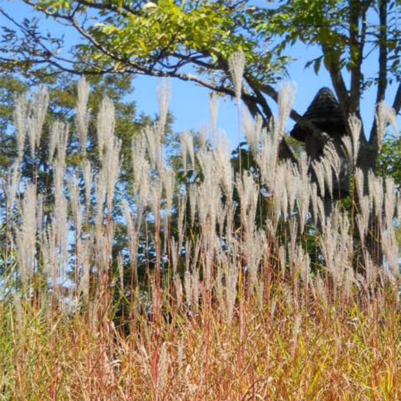 Miscanthus sinensis Purpurascens - Prachtriet (Flowering)