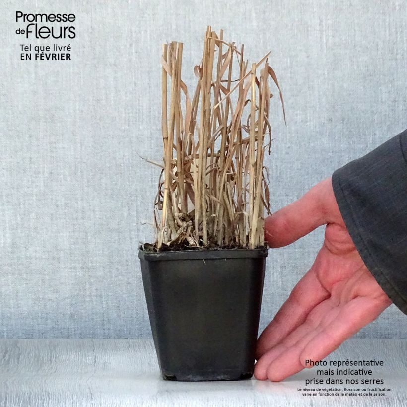 Example of Miscanthus sinensis Purpurascens - Prachtriet Kweekpotje van 8/9 cm as you get in hiver