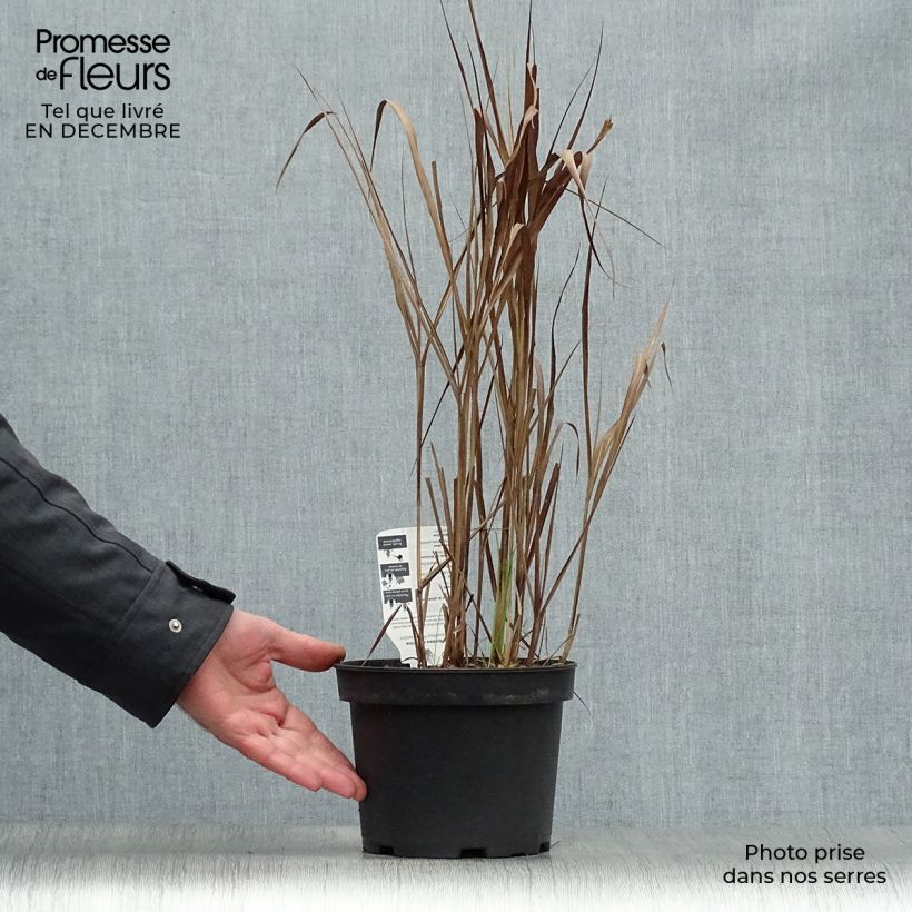 Example of Miscanthus sinensis Purpurascens - Prachtriet Pot van 2 l/3 l as you get in hiver