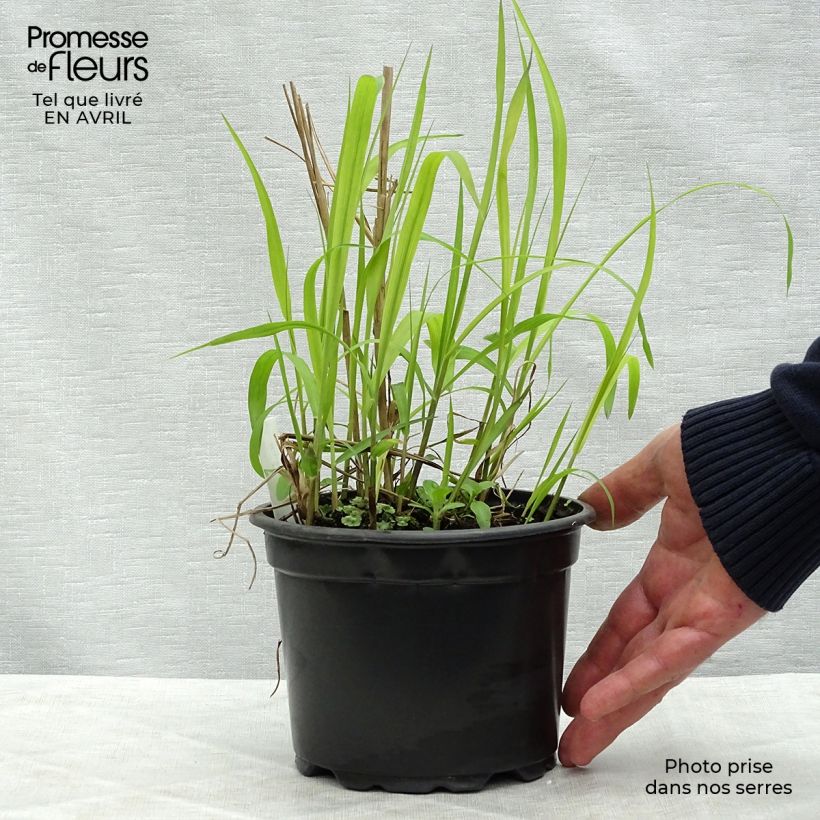 Exemplaar van Miscanthus sinensis Purpurascens - Prachtriet Pot van 2 l/3 l zoals geleverd in de lente