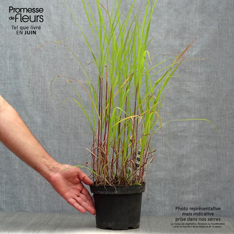 Exemplaar van Miscanthus sinensis Purpurascens - Prachtriet Pot van 2 l/3 l zoals geleverd in de zomer
