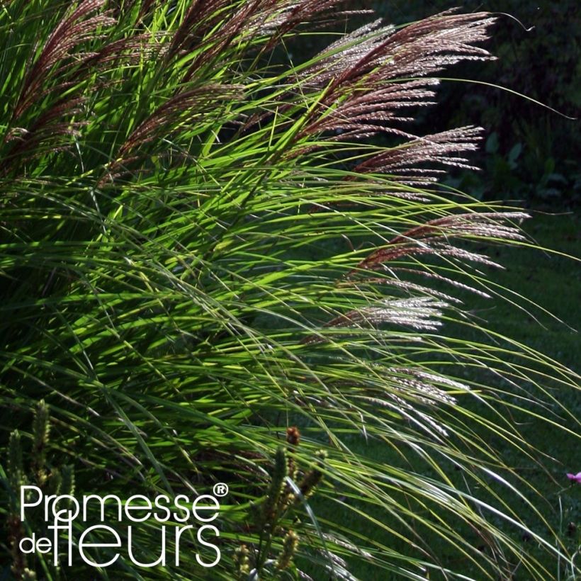 Miscanthus sinensis Red Chief - Prachtriet (Blad)