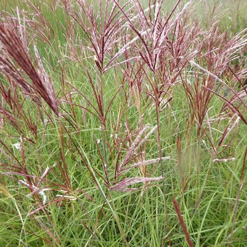 Miscanthus sinensis Red Chief - Prachtriet (Bloei)